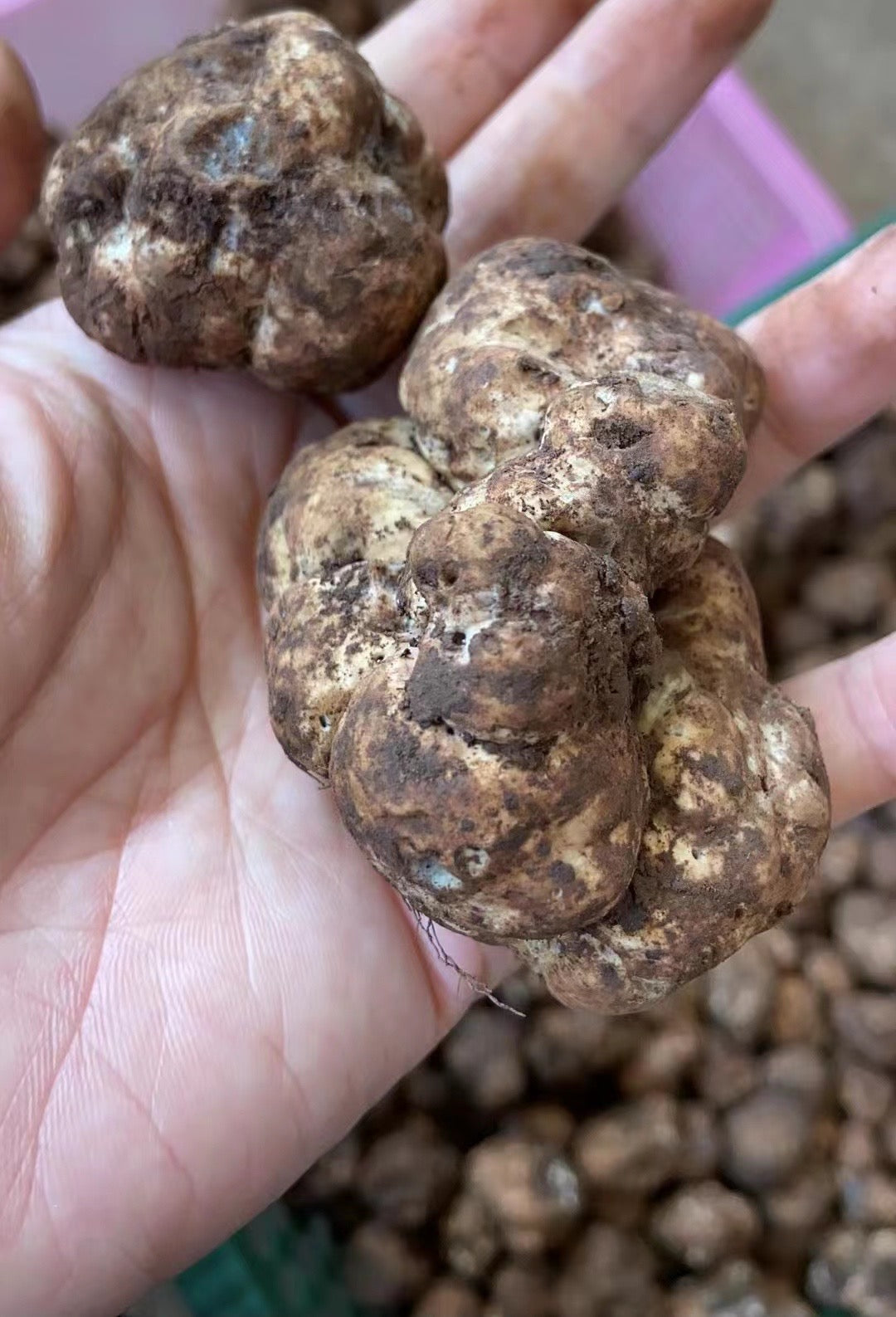 Fresh Winter White Truffles Whole Sale (3-4 cm)