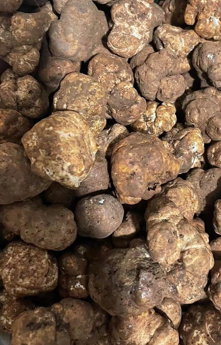 Promotional Sample (3 oz), Fresh Winter White Truffles (2-3 cm)