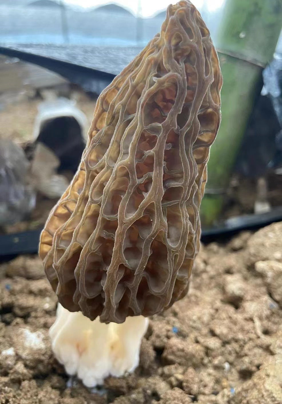 Fresh Farmed Morchella (Morel Mushrooms)