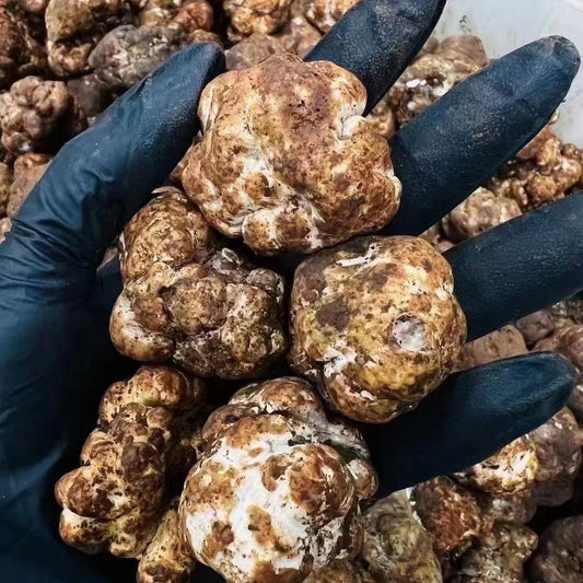 Fresh Winter White Truffles Whole Sale (5-6 cm)