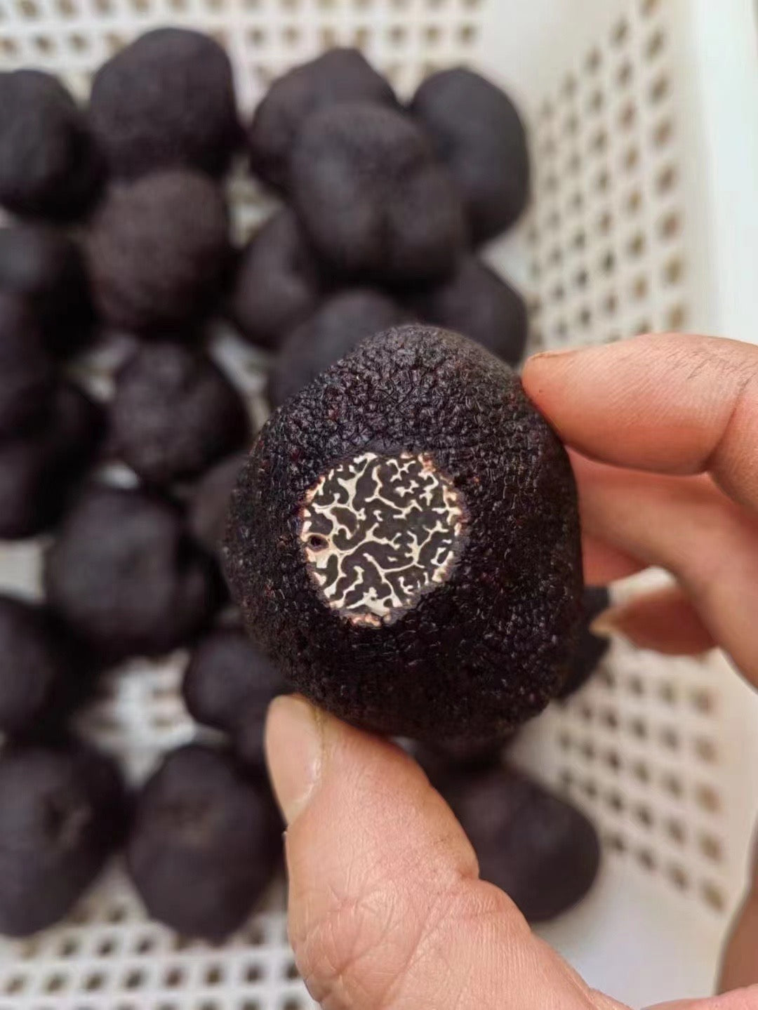 Promotional Sample (3 oz), Fresh Winter Black Truffles (3-4 cm)