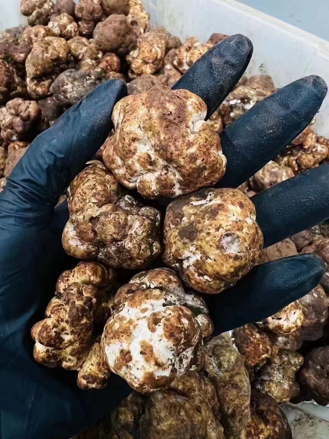 Promotional Sample (3 oz), Fresh Winter White Truffles (2-3 cm)