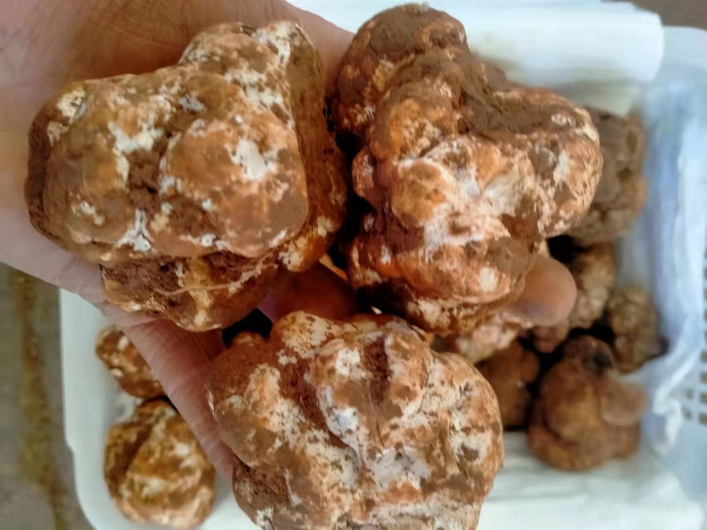 Promotional Sample (3 oz), Fresh Winter White Truffles (3-4 cm)