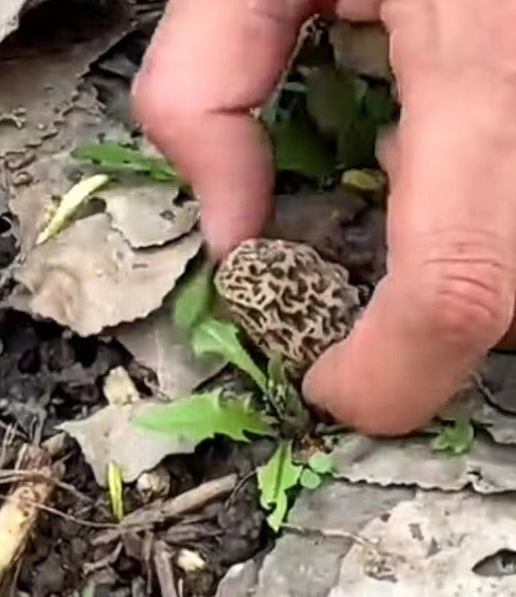 Premium Fresh Morel Mushrooms