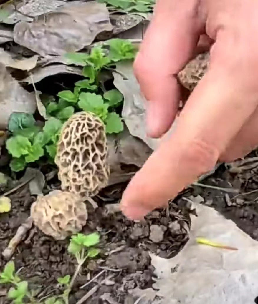 Premium Fresh Morel Mushrooms