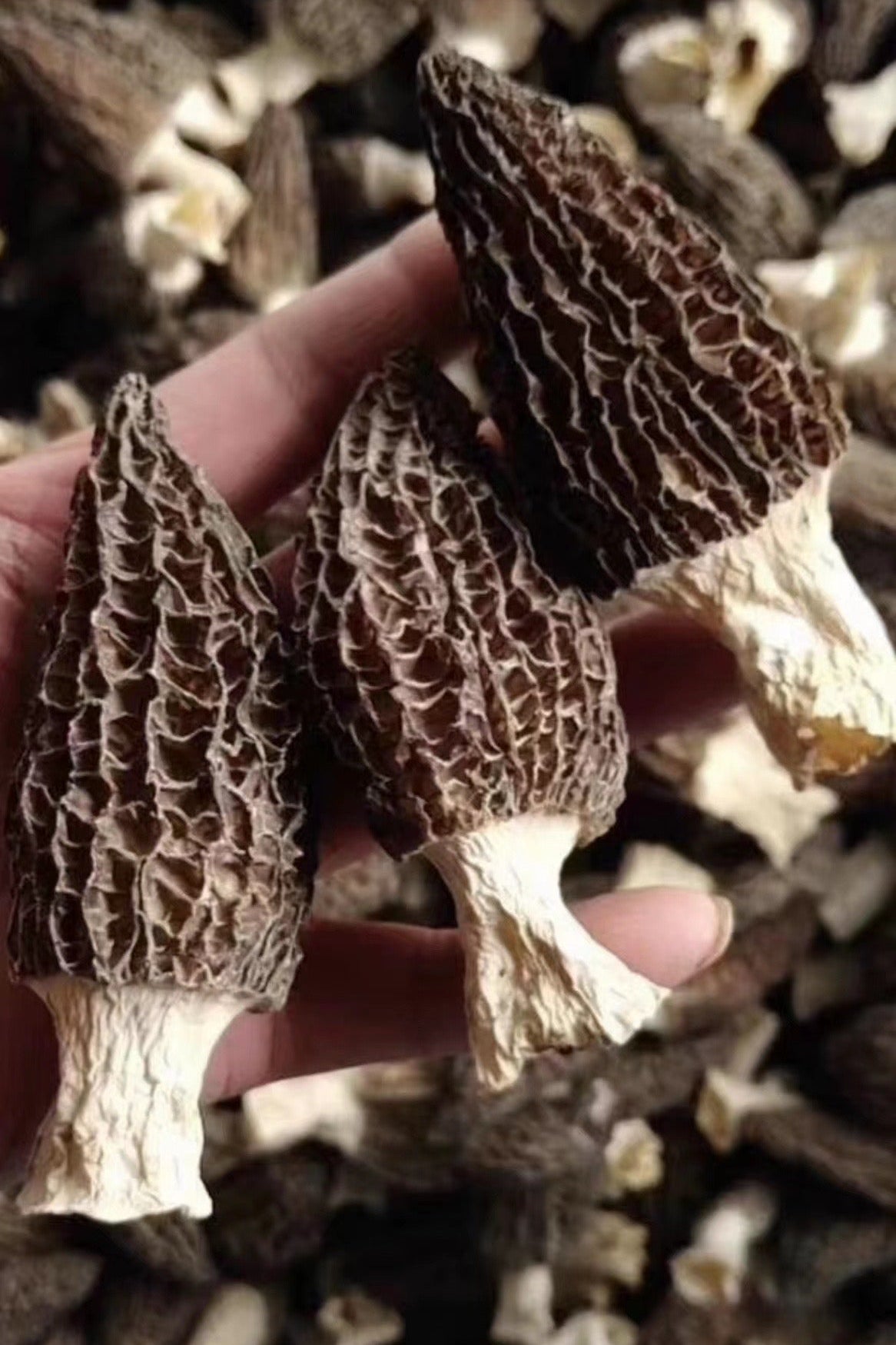 Premium Dried Morel Mushrooms
