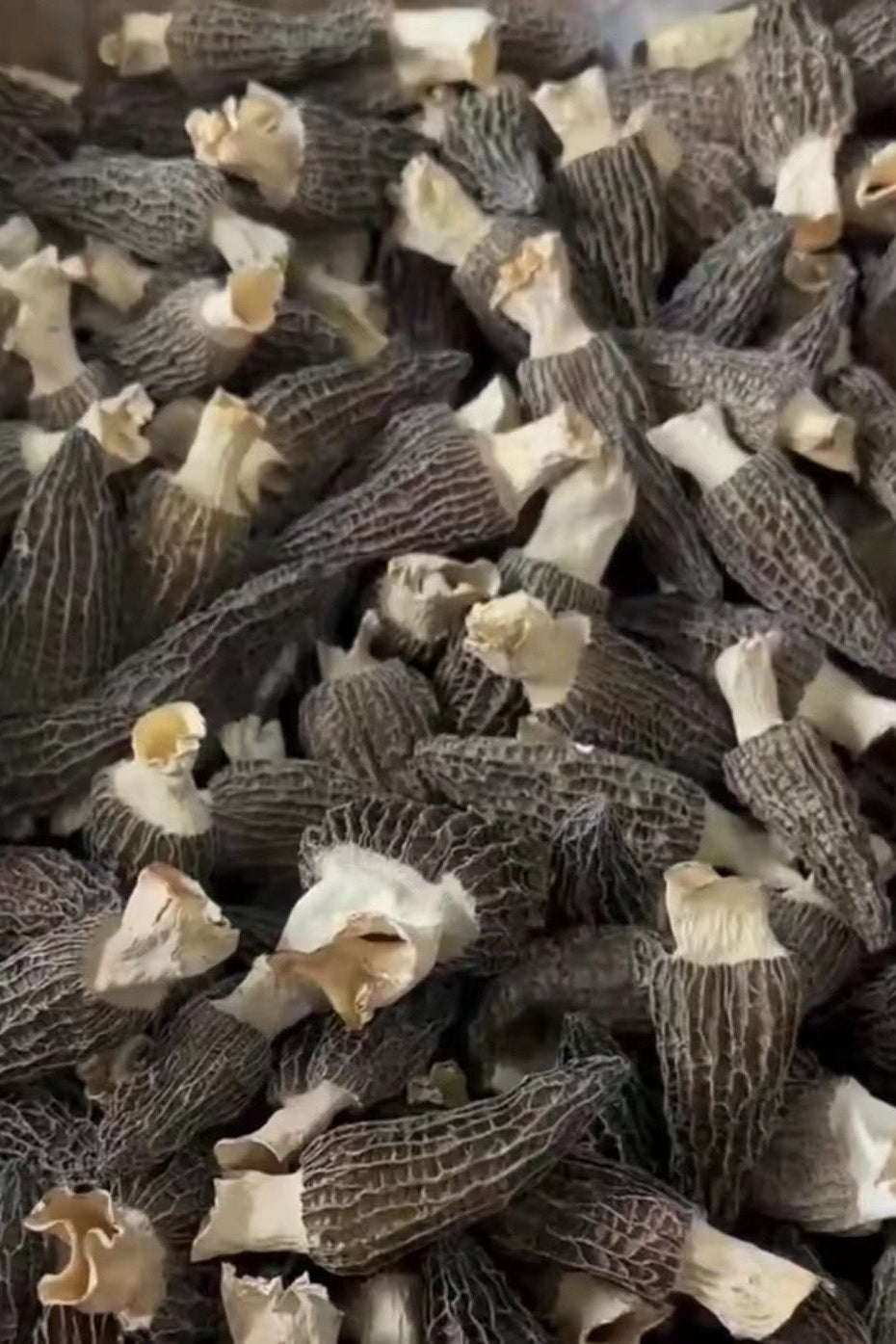 Premium Dried Morel Mushrooms
