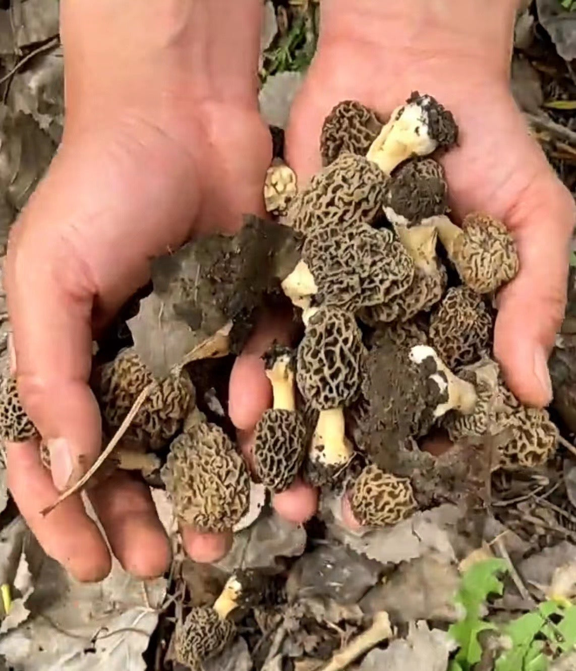 Premium Fresh Morel Mushrooms