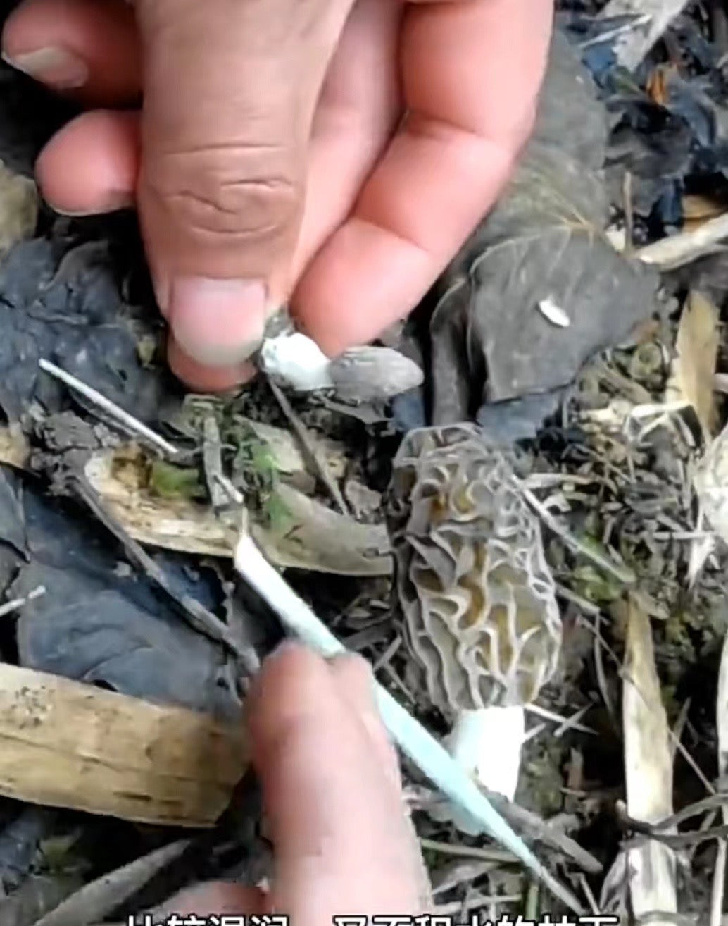 Premium Fresh Morel Mushrooms