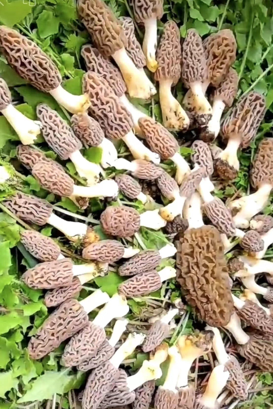Premium Fresh Morel Mushrooms