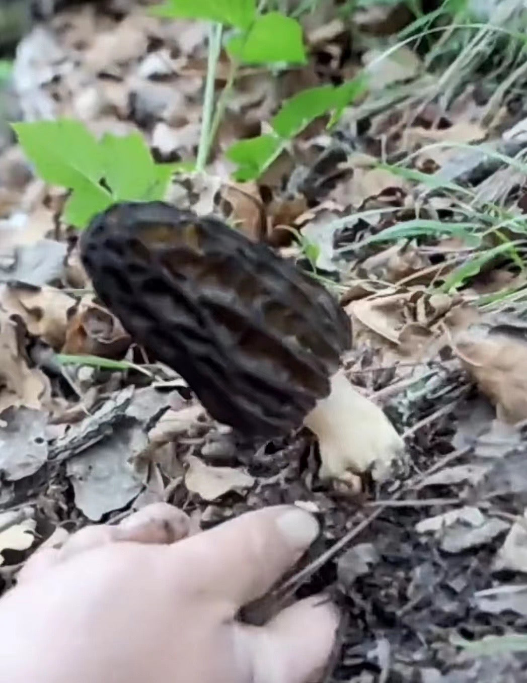 Premium Fresh Morel Mushrooms